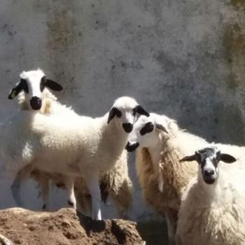 ganadería ovina en Segovia ganadería ovina en Segovia